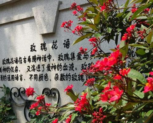 爱神花的多重花语分别是什么？