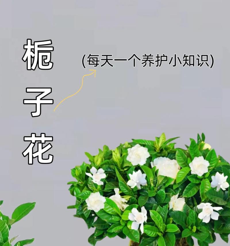扎栀子花的花语梗是什么意思？