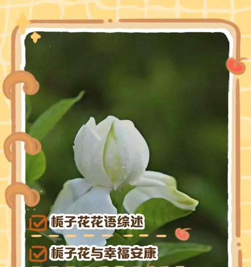 扎栀子花的花语梗是什么意思？