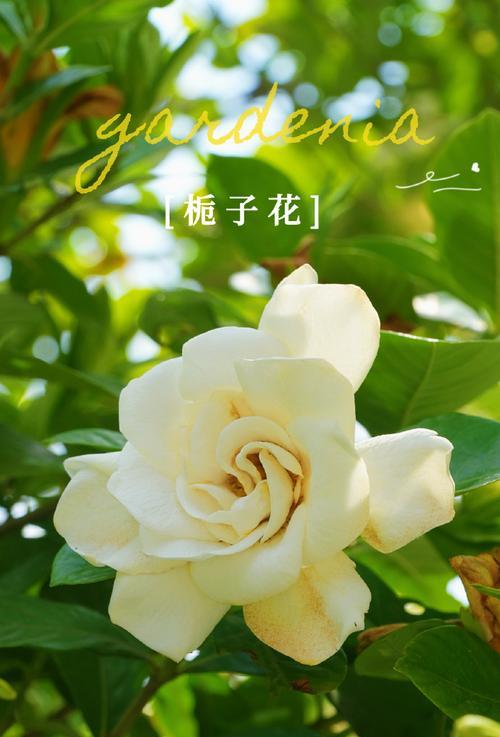 扎栀子花的花语梗是什么意思？