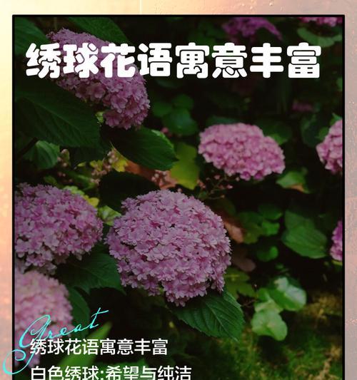 粉绣球花的花语有哪些？它通常用来表达什么情感？