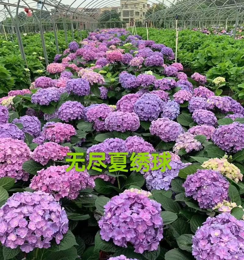 粉绣球花的花语有哪些？它通常用来表达什么情感？