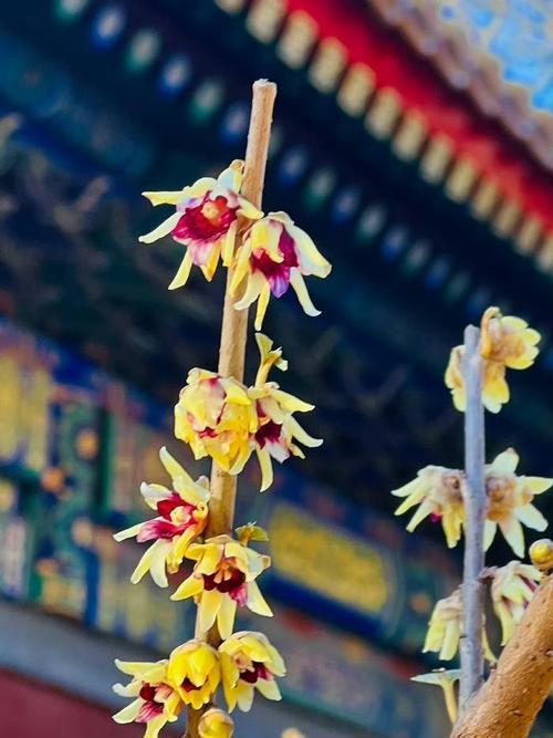 蜡梅的花语寓意和象征是什么？蜡梅在文化中扮演什么角色？