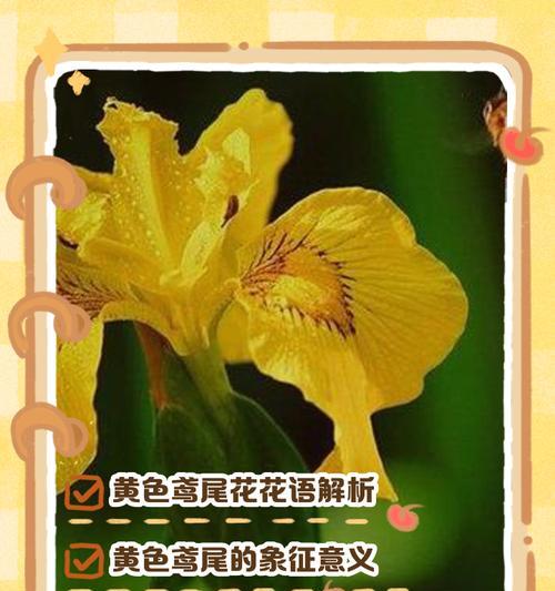 黄色调花的花语寓意是什么？黄色花卉在花语中承载了哪些情感？