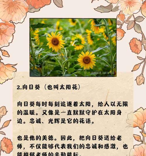 黄色调花的花语寓意是什么？黄色花卉在花语中承载了哪些情感？