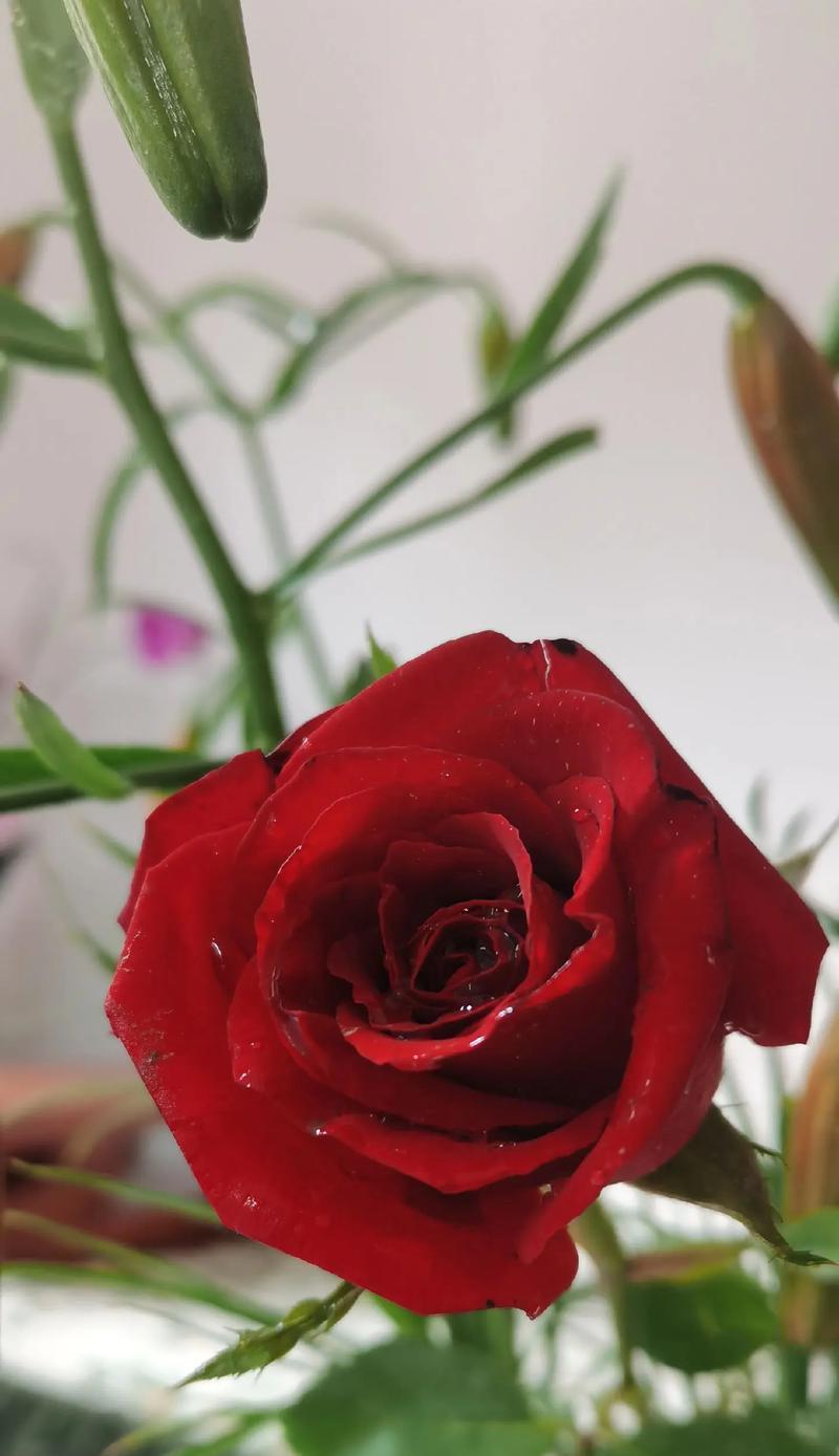 什么花的花语是我会一直等待？哪种花象征着永恒的等待？
