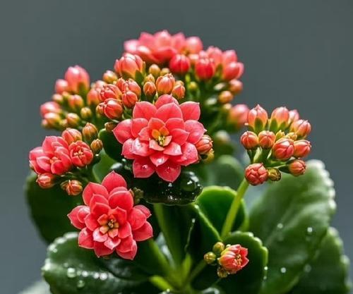 哪种花的花语适合祝福家人身体健康？