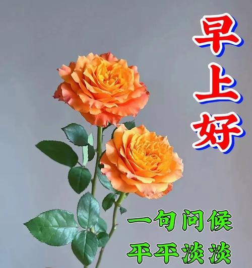 哪种花的花语适合祝福家人身体健康？