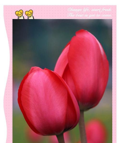 郁金香每个颜色的花语是什么？郁金香颜色代表什么？