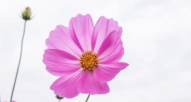 波斯菊的花语是什么?如何种植才能寓意吉祥?