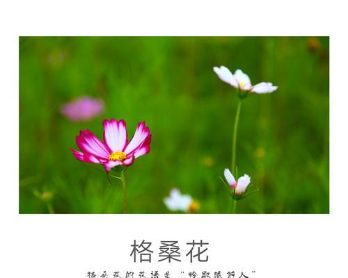 花上写花语的诗句有哪些？如何用诗句表达花语？