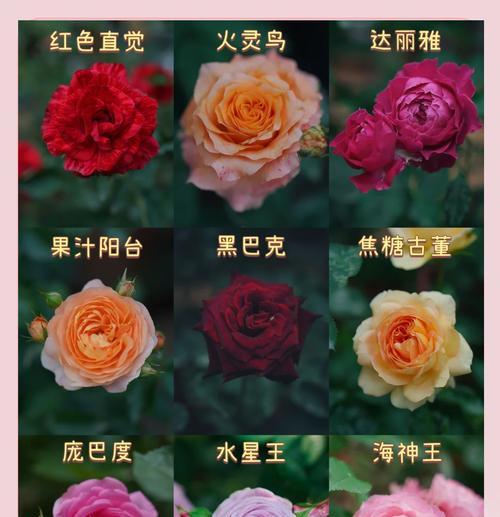 四月有哪些花开放？它们的花语分别是什么？