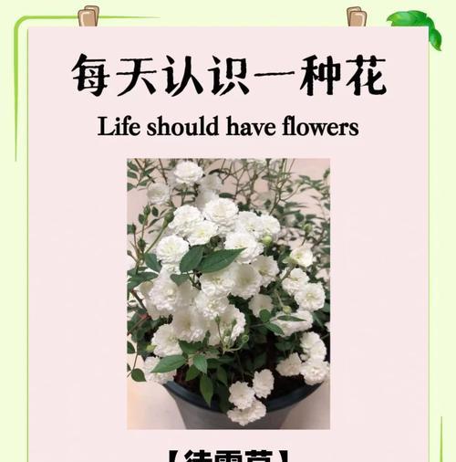 四月有哪些花开放？它们的花语分别是什么？