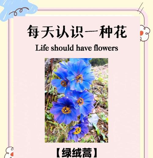 绿花的花语代表什么？如何用绿花表达情感？