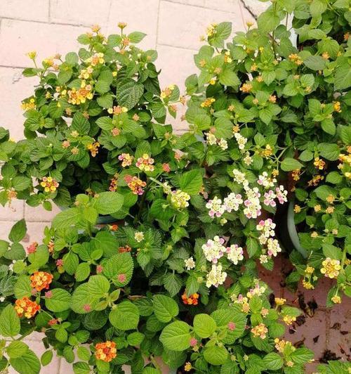 早日找到如意郎君的花语是什么意思？
