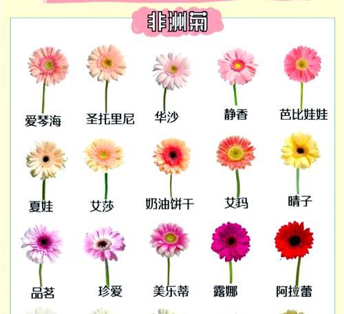 早日找到如意郎君的花语是什么意思？