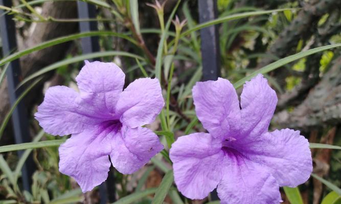 短暂陪伴花语代表什么含义？