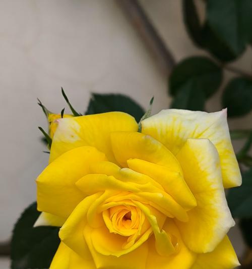 短暂陪伴花语代表什么含义？