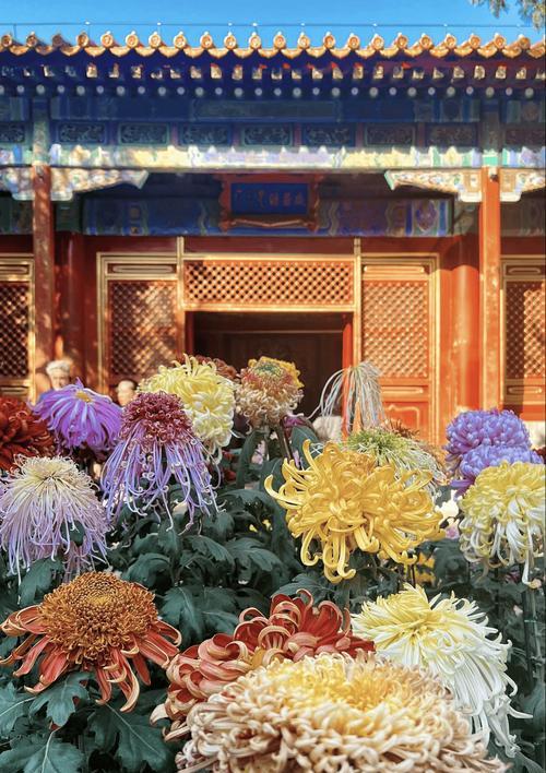 橘花的寓意和花语是什么？