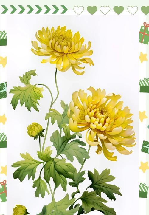 橘花的寓意和花语是什么？