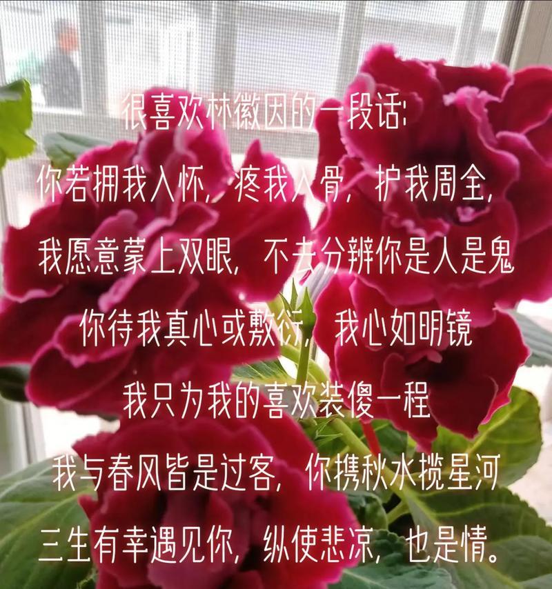 你是我的救赎的花语是什么？它代表了哪种情感？