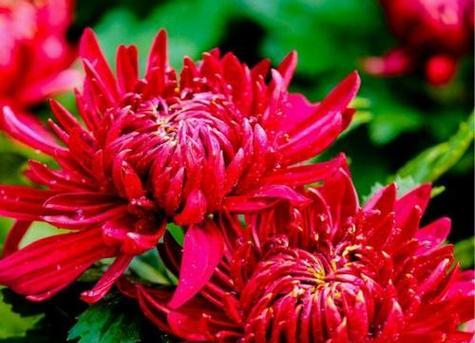 菊花花语代表什么意思？菊花象征了什么？