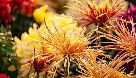 菊花花语代表什么意思？菊花象征了什么？