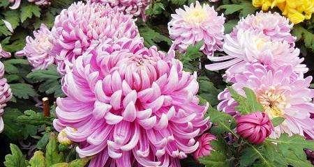 菊花花语代表什么意思？菊花象征了什么？