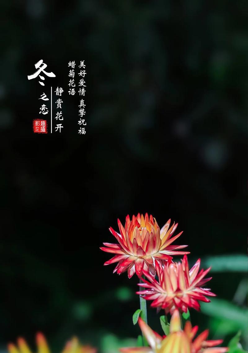 美好祝愿的花语有哪些？代表什么意义？