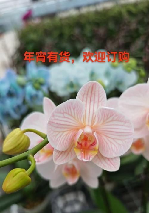 美好祝愿的花语有哪些？代表什么意义？