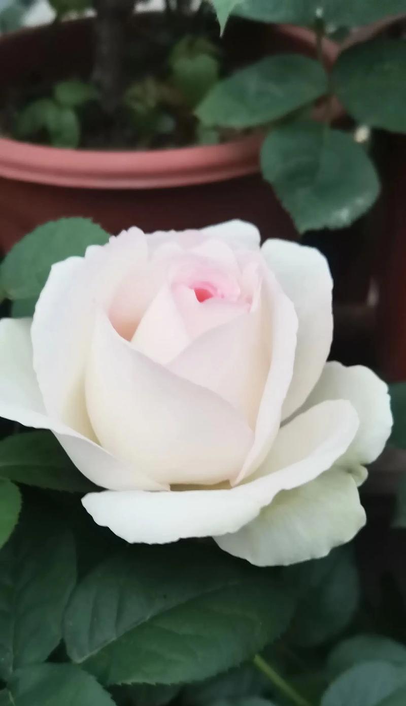 欧月的花语代表了什么？