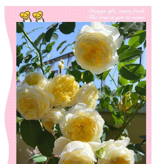 欧月的花语代表了什么？
