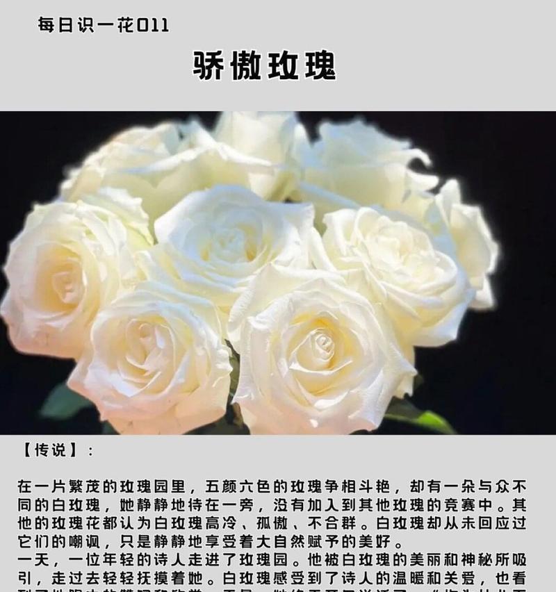 白色玫瑰花送给女生代表什么？它的花语是什么？