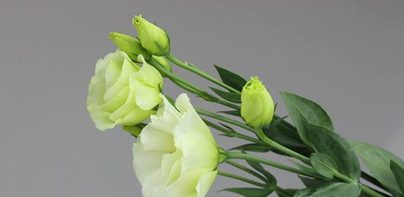 多棱玉的寓意和花语是什么？如何正确解读？