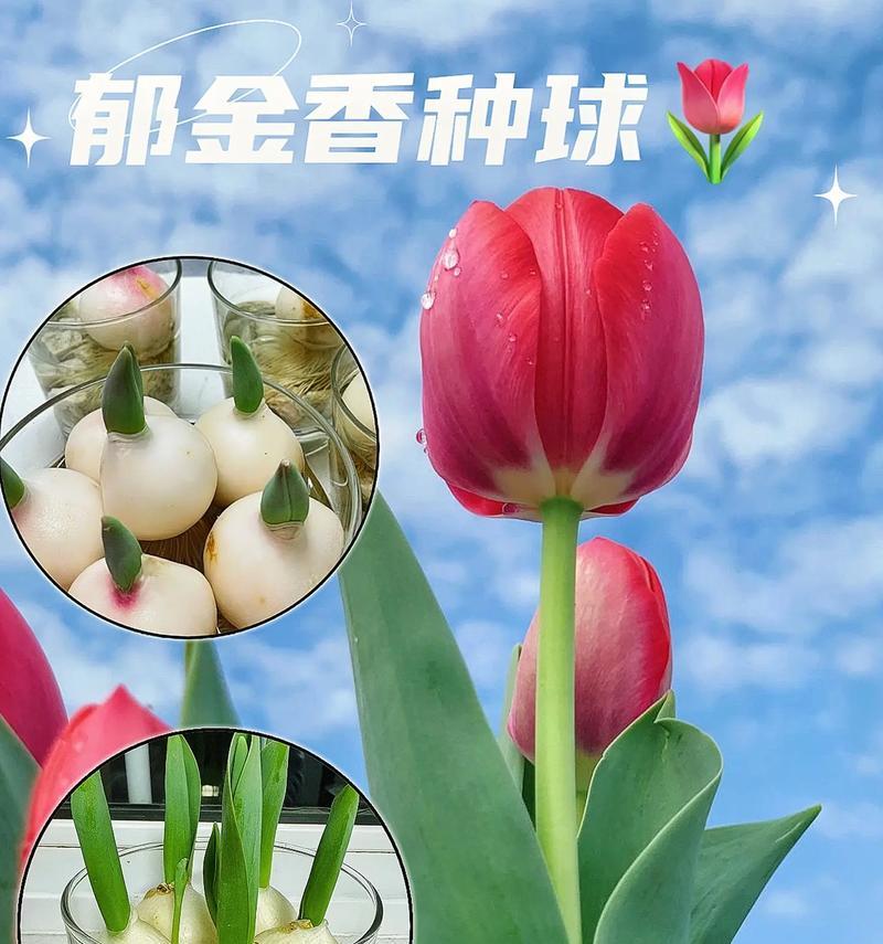 丸子叨叨叨花语是什么意思？花语的含义是什么？