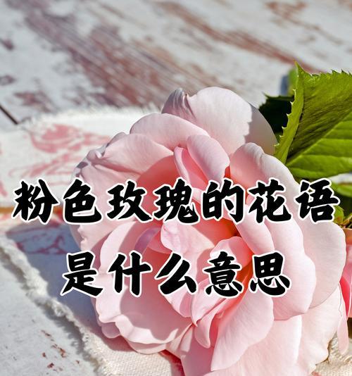 粉色玫瑰在生日时的花语寓意是什么？