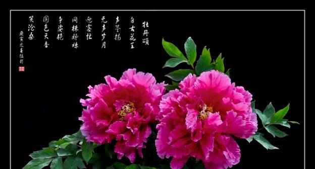 牡丹花树叶的象征意义是什么？它在花语中扮演什么角色？