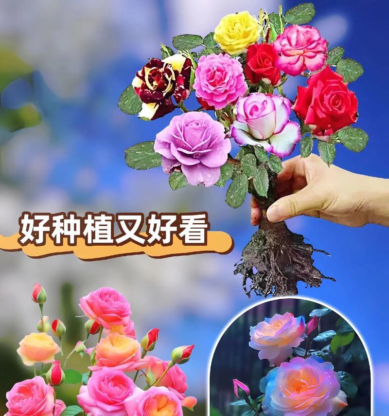 七彩彩虹花束的含义是什么？