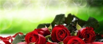 香槟玫瑰红色玫瑰花代表什么?它们的花语寓意是什么?