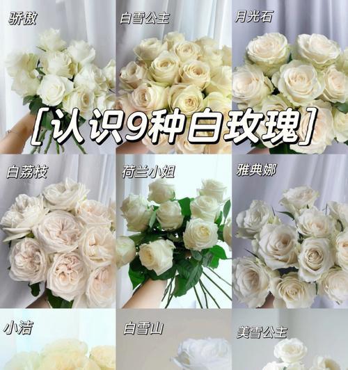 白玫瑰的花语为何吸引你？