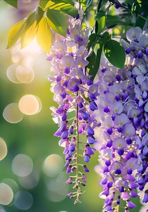 中国花语表达爱意的花是什么花？哪种花代表爱情？