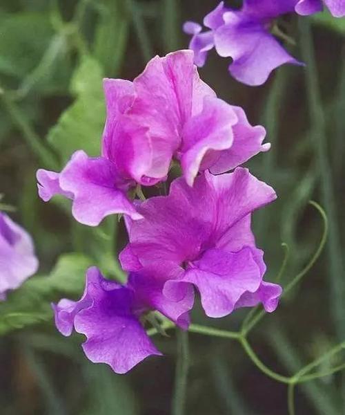 豌豆花的花语有哪些新发现？