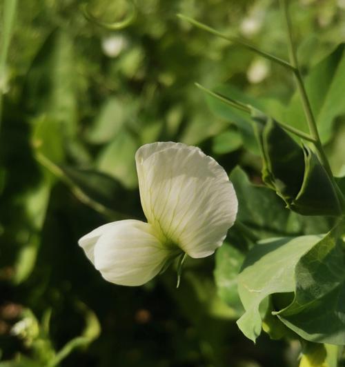 豌豆花的花语有哪些新发现？