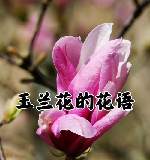 这朵花的花语是什么？它代表了哪些情感和寓意？