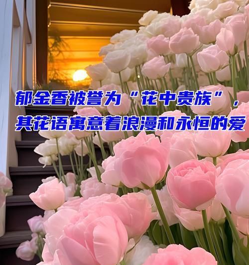 这朵花的花语是什么？它代表了哪些情感和寓意？
