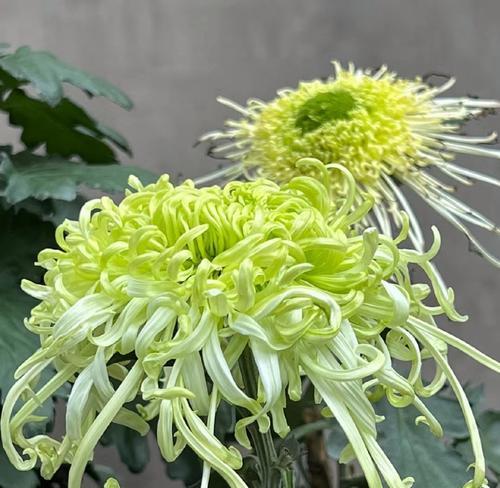 菊花与蝴蝶搭配的花语有何寓意？