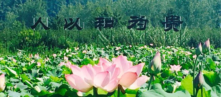 蓝荷花烟的花语有何特别含义？