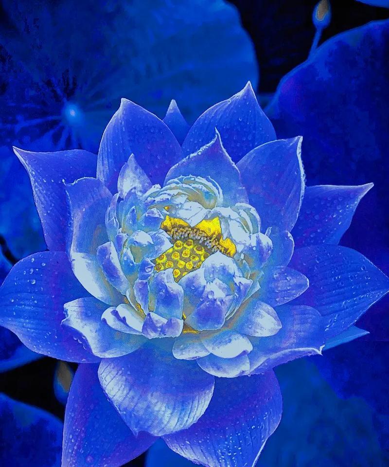 蓝荷花烟的花语有何特别含义？