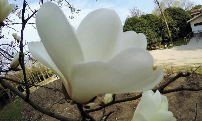 离别时的花语表达什么？无话可说的花语有何含义？