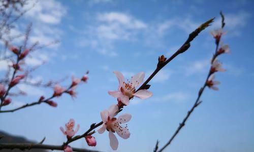 离别时的花语表达什么？无话可说的花语有何含义？